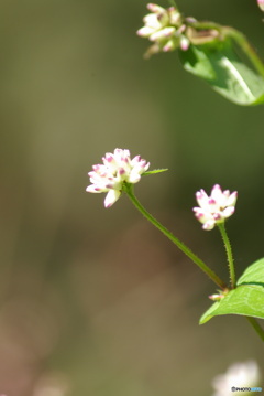 撮って出し(2025-10-30_11-32)-(PENTAX K10D-300