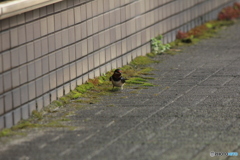 撮って出し(2025-04-18_09-21)-(Canon EOS 60D-2