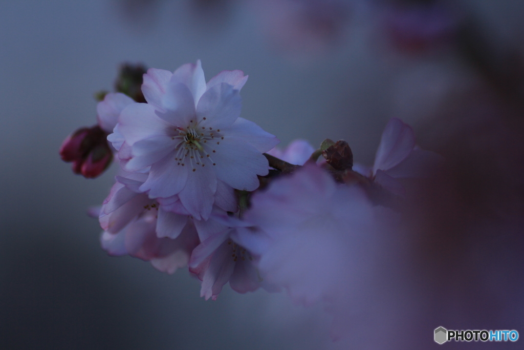 撮って出し(2025-03-31_06-36)-(Canon EOS 60D-9