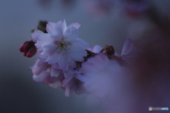 撮って出し(2025-03-31_06-36)-(Canon EOS 60D-9