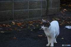 撮って出し(2024-11-16_08-10)-(Canon EOS 60D-5