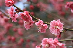 撮って出し(2025-04-12_11-19)-(Canon EOS 60D-9