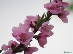 撮って出し(2024-04-20_17-47)-(E-M5-0())