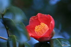 撮って出し-Canon EOS 6D-90.0-41_03_20-2
