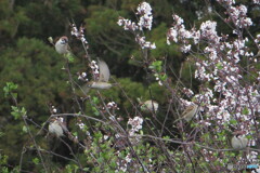 撮って出し-Canon PowerShot SX280 HS-90.0-41_0