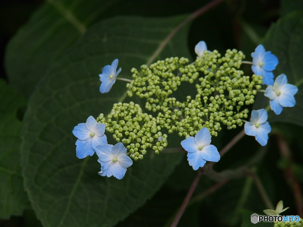 撮って出し(2025-06-15_14-38)-(E-M5-150(OLYMPU