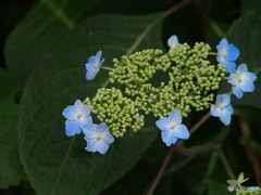 撮って出し(2025-06-15_14-38)-(E-M5-150(OLYMPU