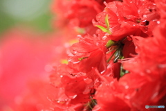 撮って出し(2025-05-11_10-21)-(Canon EOS 60D-2