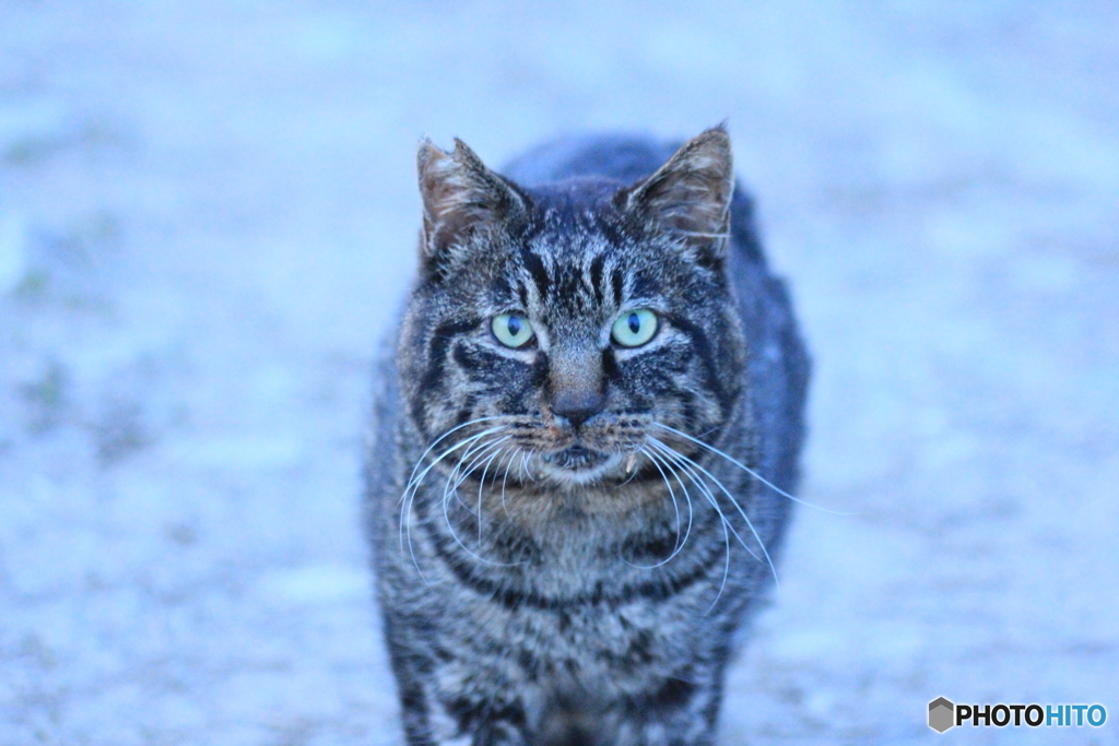 撮って出し(2024-04-23_18-33)-(Canon EOS 60D-9