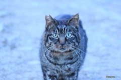 撮って出し(2024-04-23_18-33)-(Canon EOS 60D-9