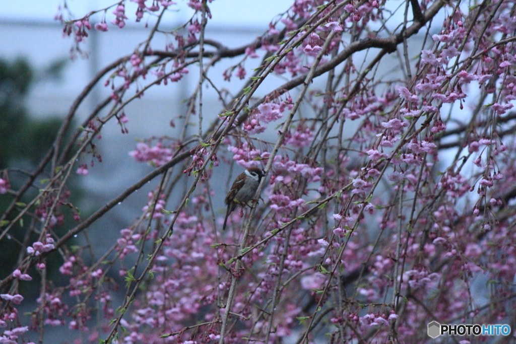 撮って出し(2025-04-20_05-53)-(Canon EOS 60D-2
