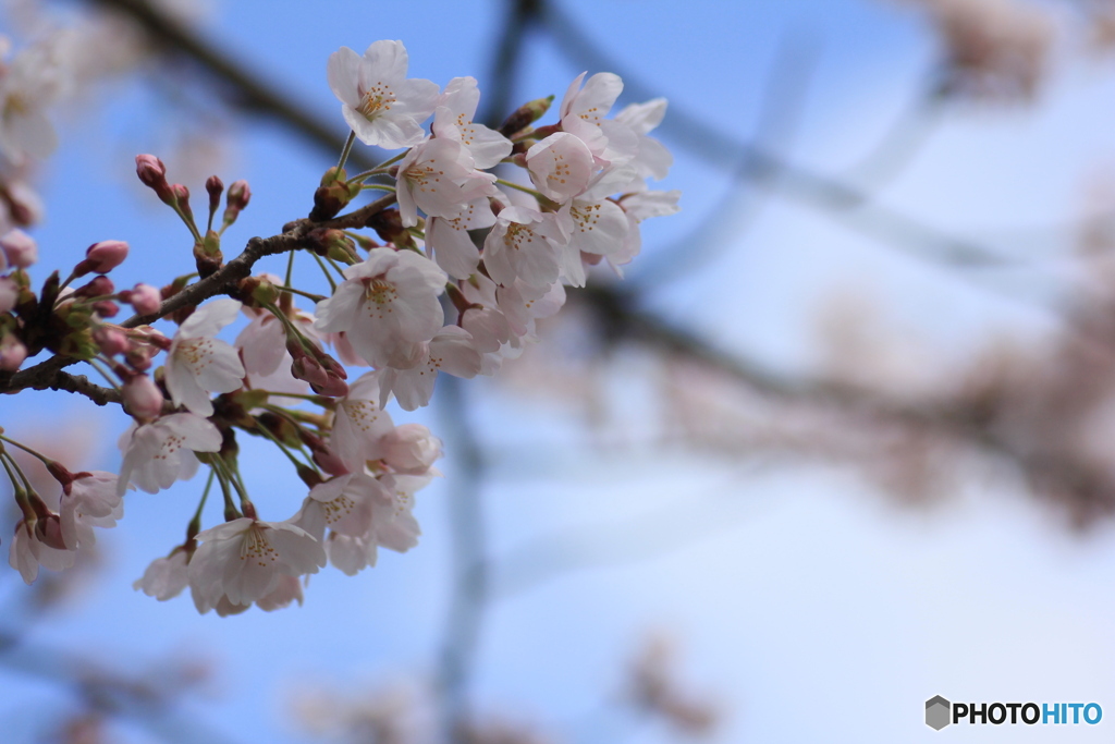 撮って出し(2025-04-12_11-15)-(Canon EOS 60D-9