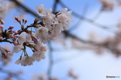 撮って出し(2025-04-12_11-15)-(Canon EOS 60D-9