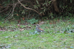 撮って出し(2025-03-31_06-26)-(Canon EOS 60D-2