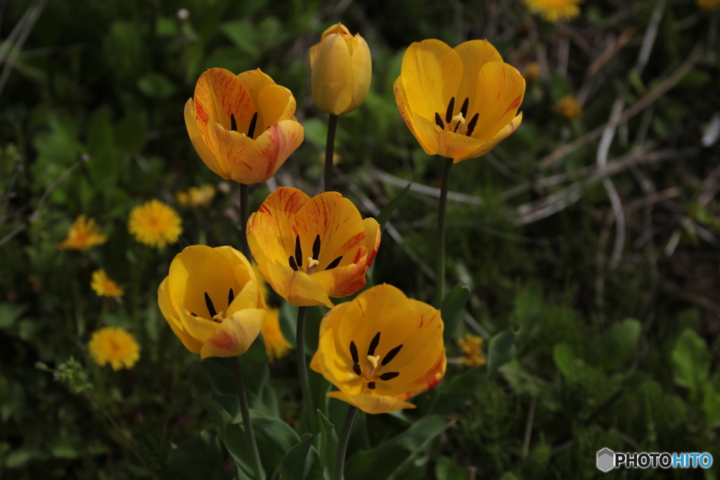 撮って出し(2024-04-18_08-57)-(Canon EOS 6D-13