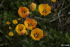 撮って出し(2024-04-18_08-57)-(Canon EOS 6D-13