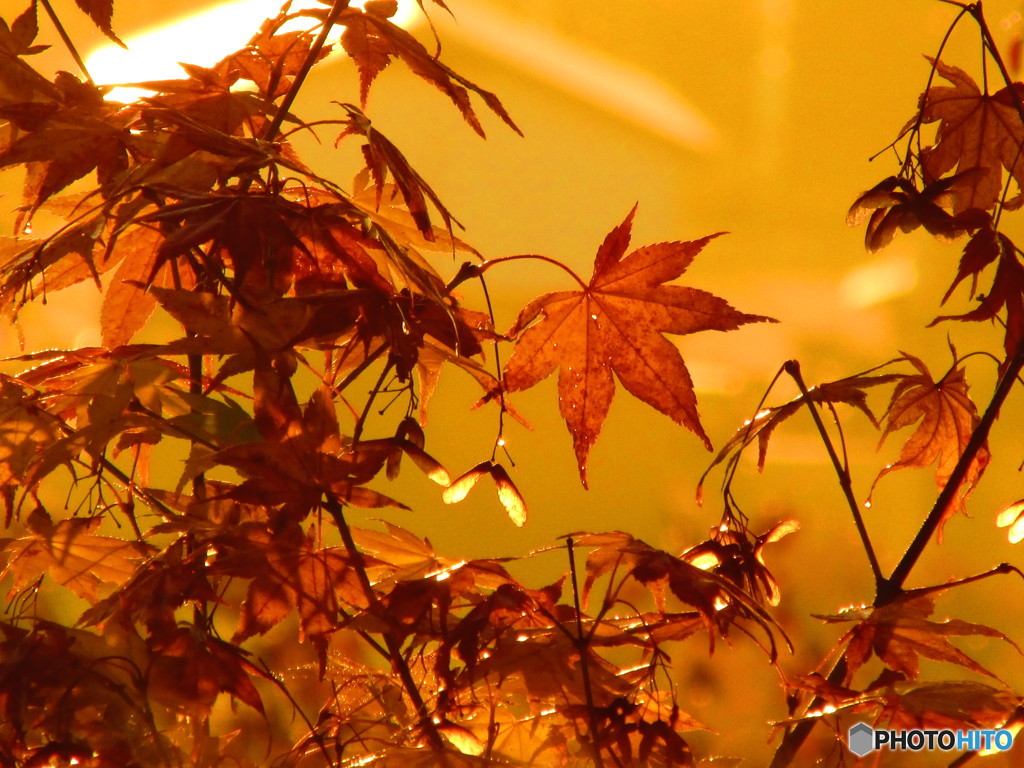朝は紅葉が綺麗に見えるね
