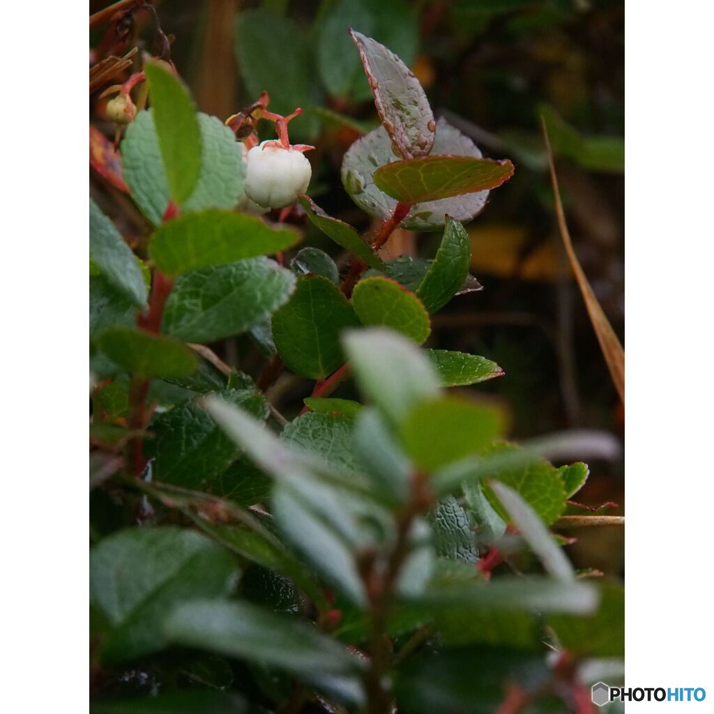 撮って出し(2023-10-15_13-58-32)-OLYMPUS M.14-