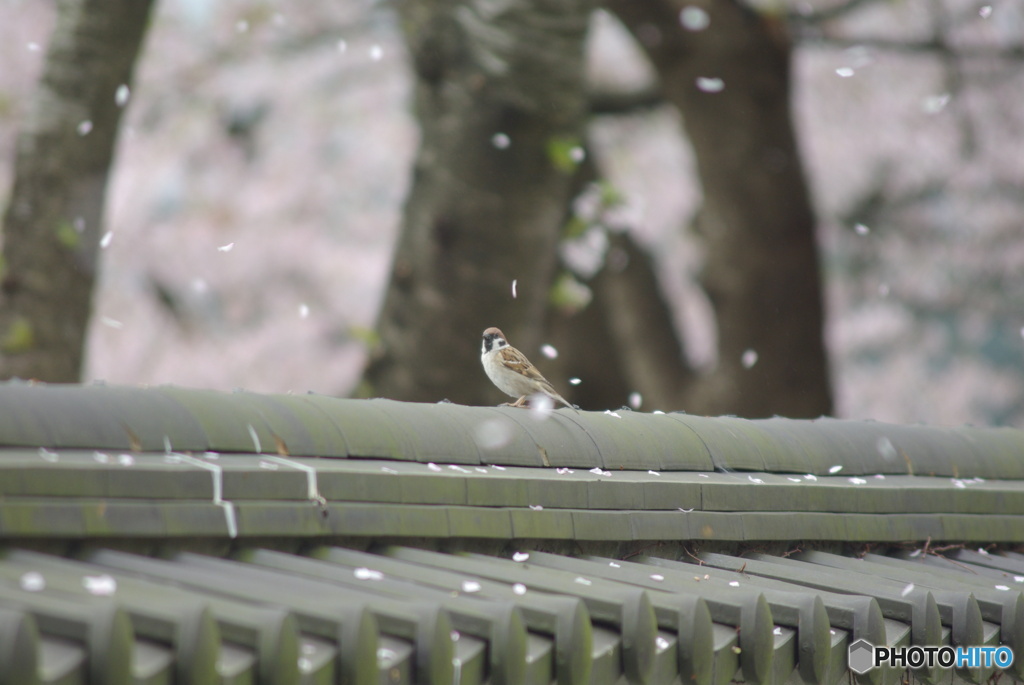 撮って出し(2025-04-24_09-36)-(PENTAX K10D-300