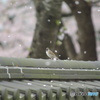 撮って出し(2025-04-24_09-36)-(PENTAX K10D-300