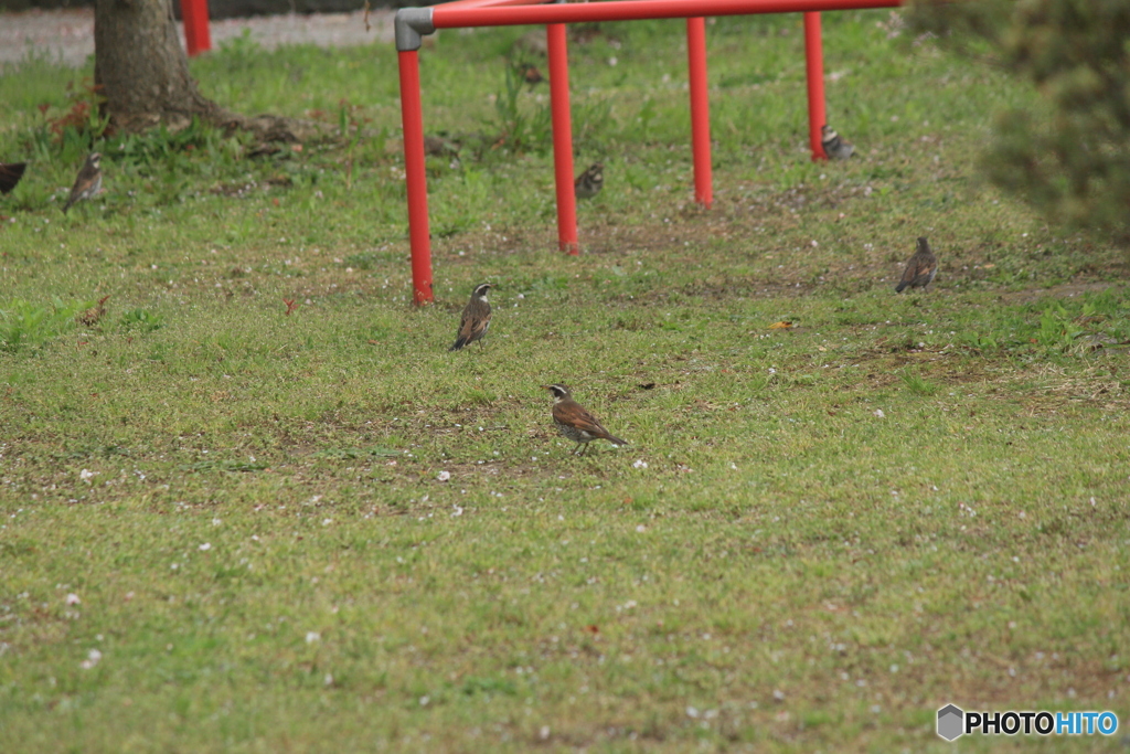 撮って出し(2025-04-30_15-16)-(Canon EOS 60D-2
