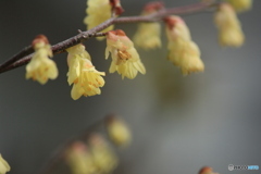 撮って出し(2025-04-07_09-51)-(Canon EOS 60D-2