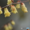撮って出し(2025-04-07_09-51)-(Canon EOS 60D-2