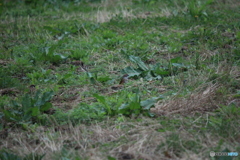 撮って出し(2025-04-20_05-19)-(Canon EOS 60D-2