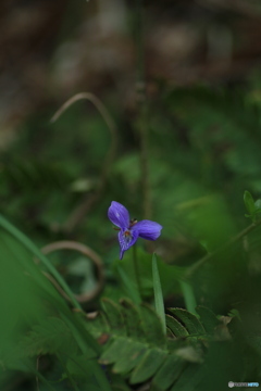 撮って出し(2024-04-12_14-48)-(Canon EOS 6D-90
