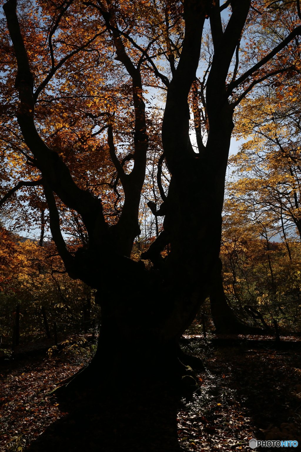 撮って出し(2025-11-04_08-55)-(Canon EOS 6D-30