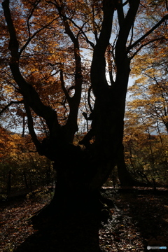 撮って出し(2025-11-04_08-55)-(Canon EOS 6D-30