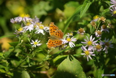 撮って出し(2025-10-30_11-30)-(PENTAX K10D-300