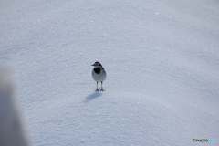 撮って出し(2025-01-13_09-53)-(Canon EOS 60D-2