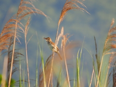 撮って出し(2024-06-20_05-27)-(E-M5-0())_02