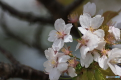 撮って出し(2025-04-25_09-33)-(Canon EOS 60D-9