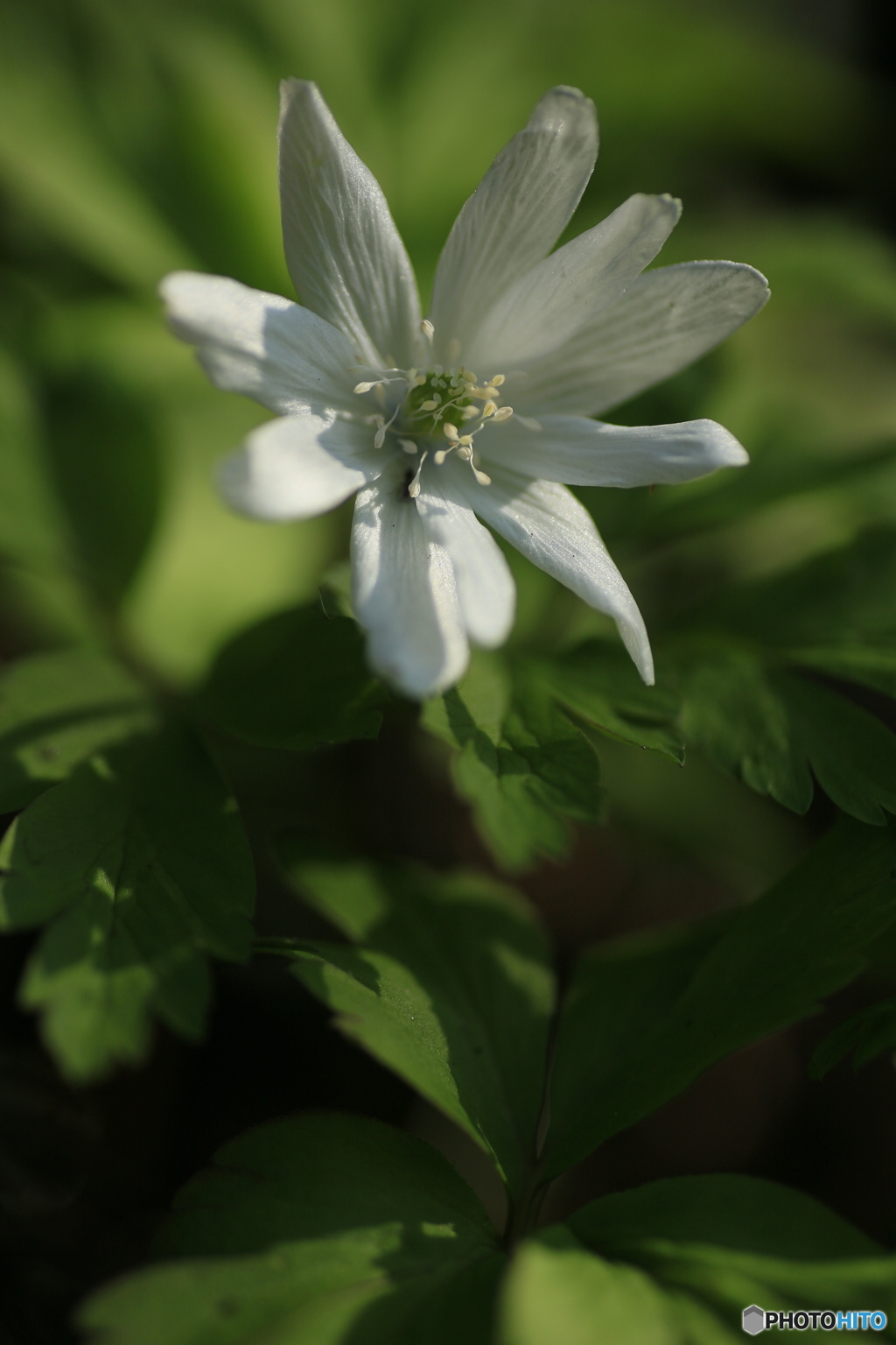 撮って出し(2024-04-12_14-45)-(Canon EOS 6D-90