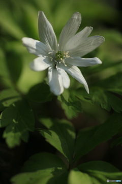 撮って出し(2024-04-12_14-45)-(Canon EOS 6D-90