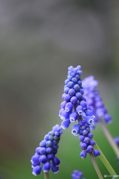 撮って出し-Canon EOS 60D-171.0-22_04_22-0