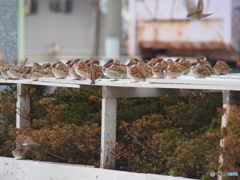 撮って出し(2025-02-18_09-11)-(E-M5-150(OLYMPU