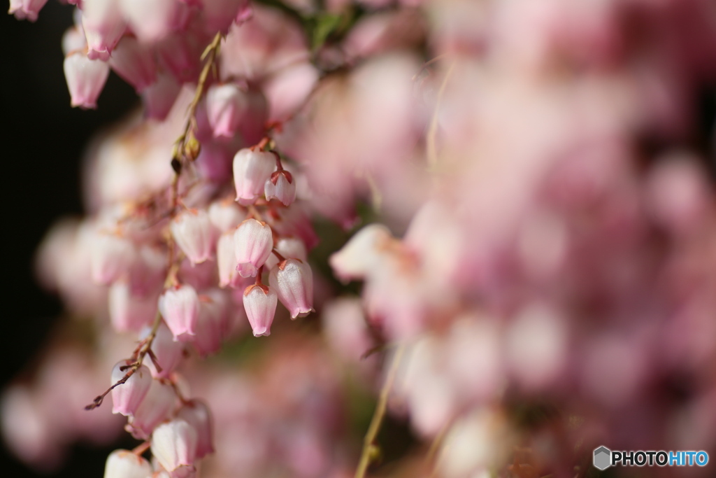 撮って出し(2025-04-07_09-21)-(Canon EOS 6D-90