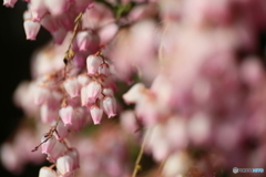 撮って出し(2025-04-07_09-21)-(Canon EOS 6D-90