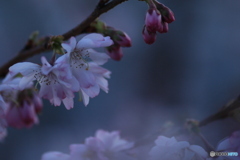 撮って出し(2025-03-31_06-36)-(Canon EOS 60D-9