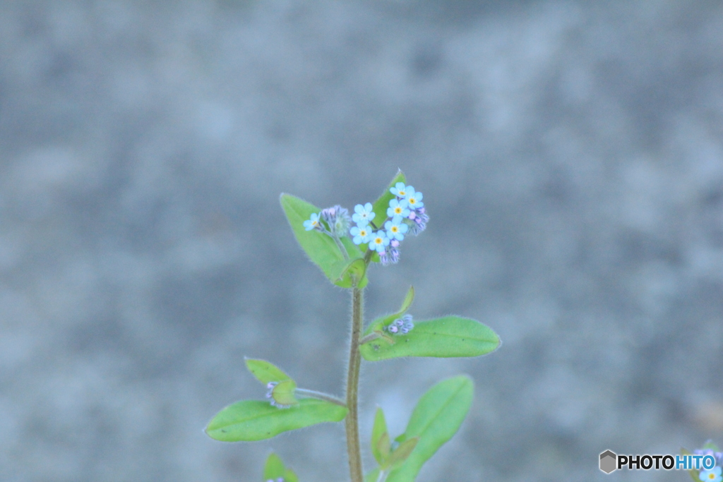 撮って出し(2025-05-08_15-33)-(Canon EOS 60D-3