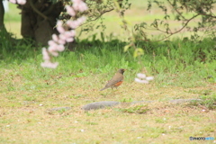 撮って出し(2025-04-24_08-34)-(Canon EOS 60D-2