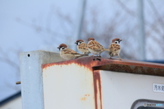 撮って出し(2025-02-25_12-01)-(Canon EOS 60D-2