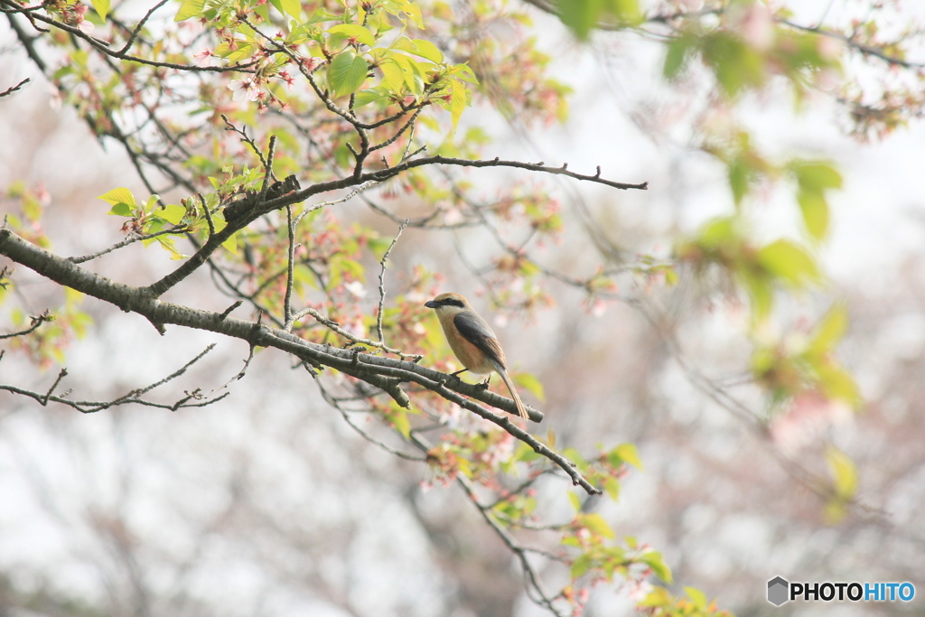 撮って出し(2025-04-27_07-27)-(Canon EOS 60D-2