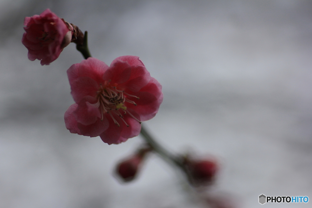 撮って出し(2025-04-06_09-45)-(Canon EOS 60D-9
