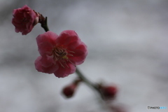 撮って出し(2025-04-06_09-45)-(Canon EOS 60D-9