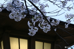 撮って出し-Canon EOS 6D-135.0-41_04_11-0