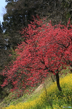 撮って出し-Canon EOS 6D-90.0-41_04_25-4